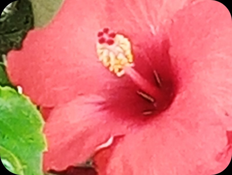 Hib Fantasy Orange1 13 May 24).jpg