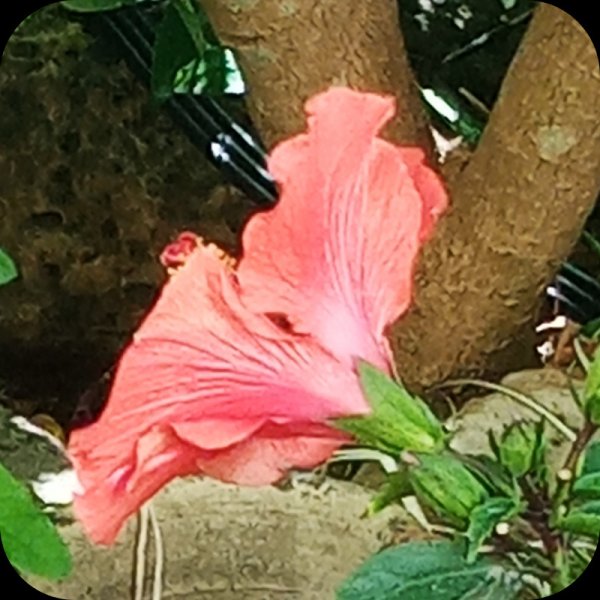 Hib Fantasy Orange1 13 May 24.jpg