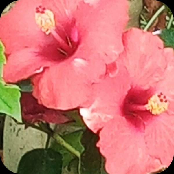 Hib Fantasy Orsnge2 13 May 24.jpg