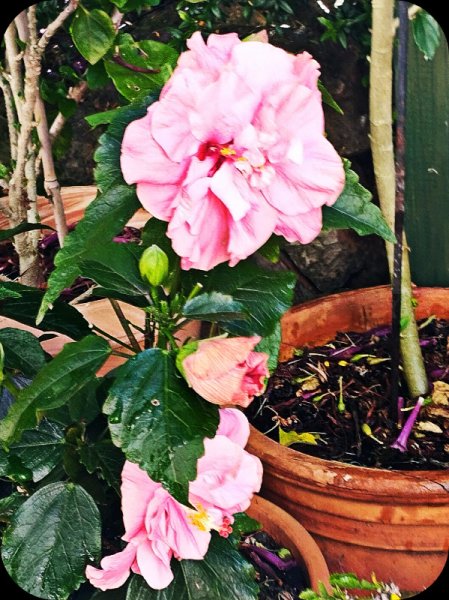 Hib Fantasy Pink 2 26 May 25.jpg