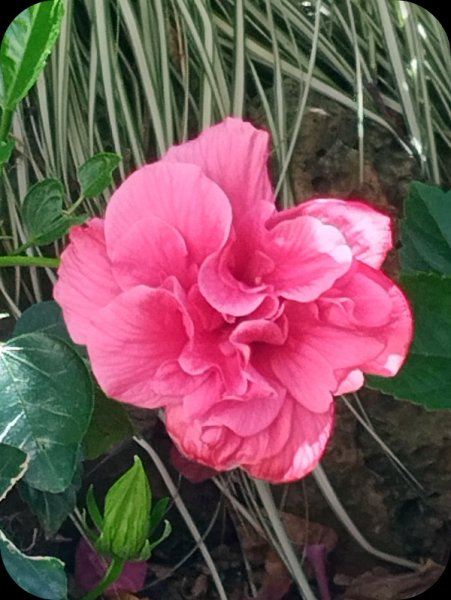 Hib Fantasy Pink 23 Jul 25.jpg