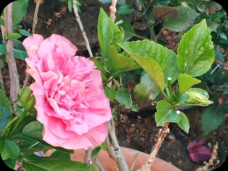 Hib Fantasy Pink 25 Aug 25.jpg