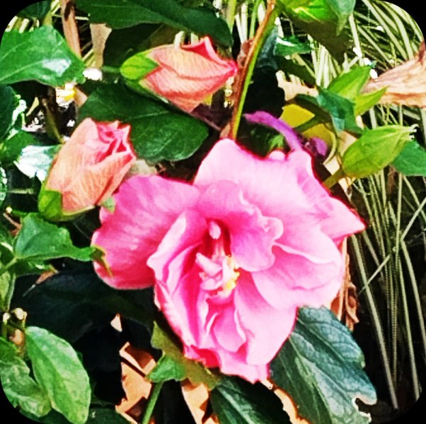 Hib Fantasy Pink & Buds 12 May 25.jpg