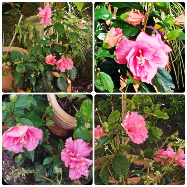 Hib Fantasy Pink May 25(1).jpg