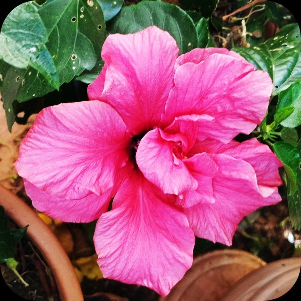 Hib Fantasy Pink1 1 Jun 25.jpg