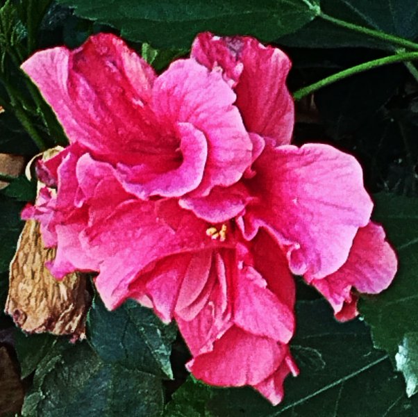 Hib Fantasy Rose 12 Sep 25.jpg