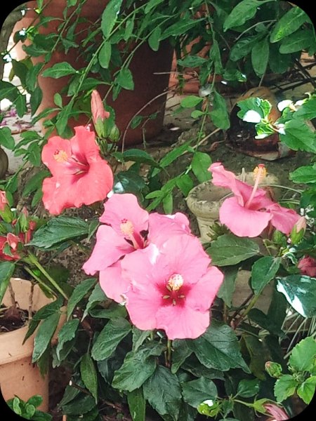 Hib Fantasy2 10 May 24.jpg