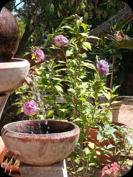 Hib French Cabaret 28 May 24.jpg