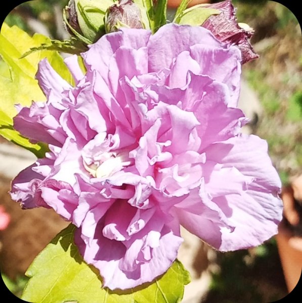 Hib French Cabaret1 27 May 24.jpg