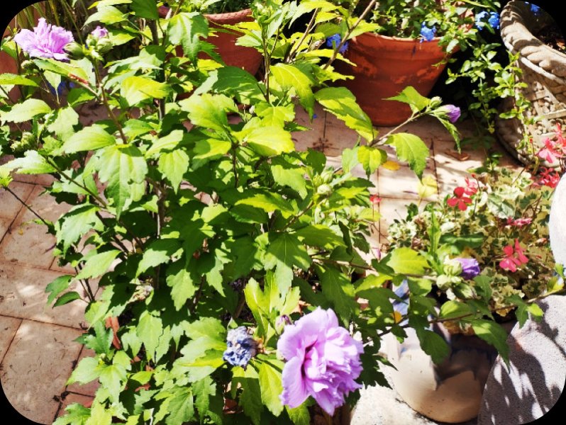 Hib French1 19 Jun 25.jpg