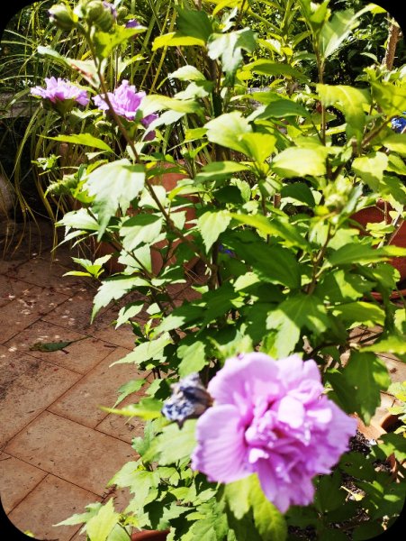 Hib French2 19 Jun 25.jpg