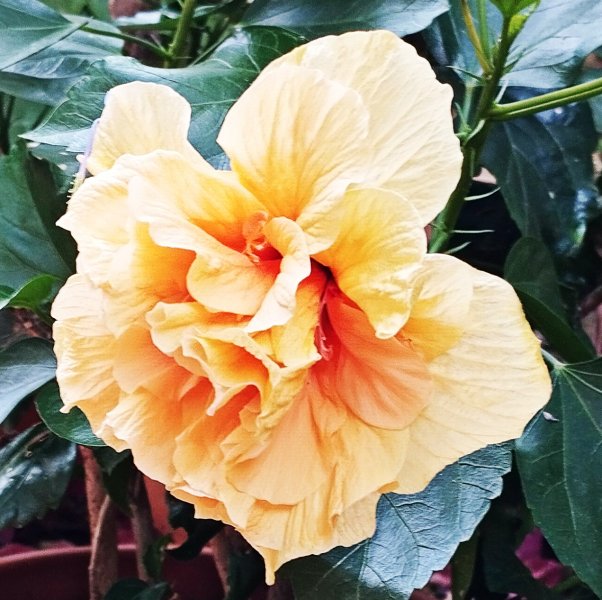 Hib Gold Fantasy 1 Sep 25.jpg