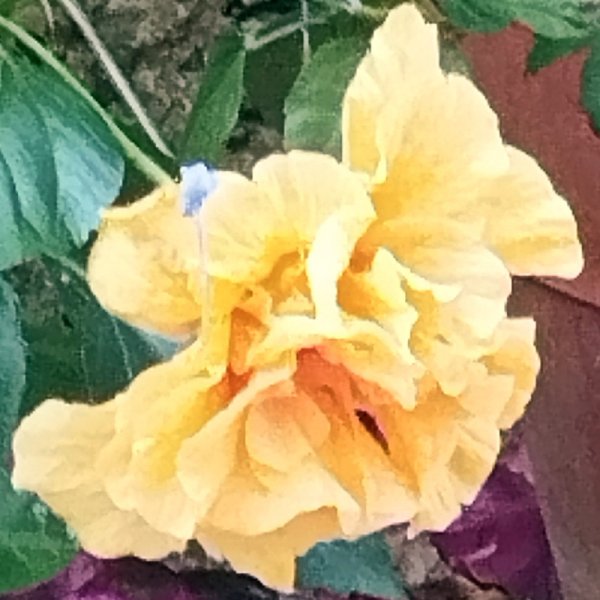 Hib GoldbFantsy5 1 Se 25.jpg