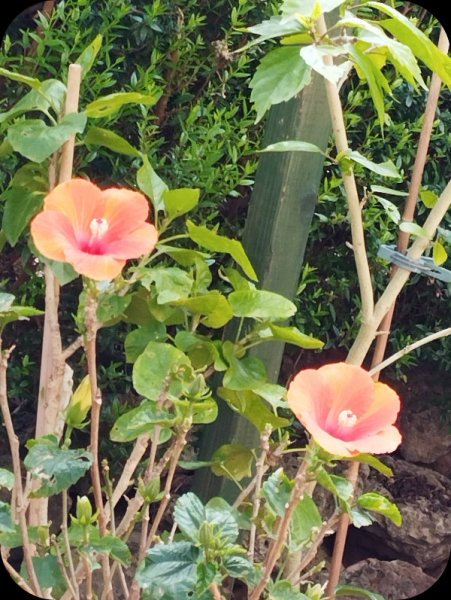 Hib Hera 10 Apr 25.jpg