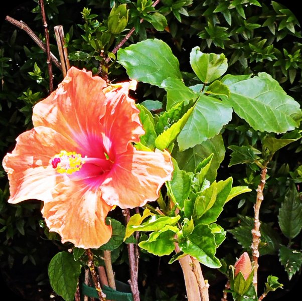 Hib Hera 4 Jun 25.jpg