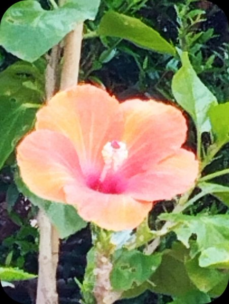 Hib Hera2 10 Apr 25.jpg