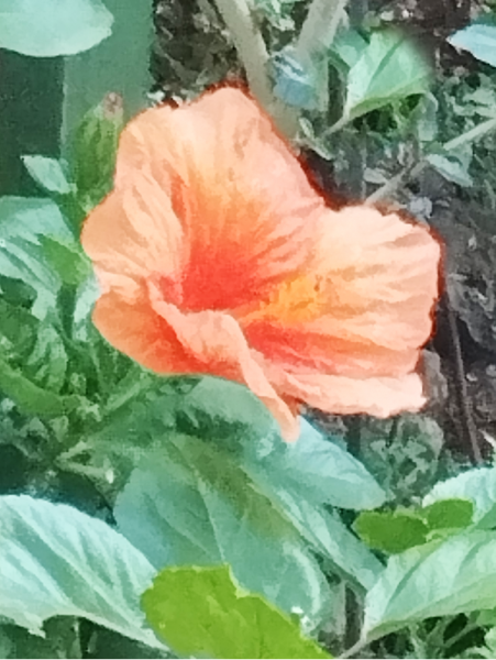 Hib Hera2 14 Sep 25.png