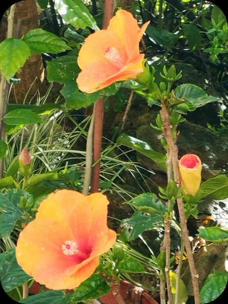 Hib Hera210 Apr 25.jpg