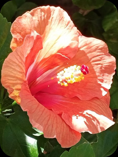 Hib Light Salmon1 10 Jul 25.jpg