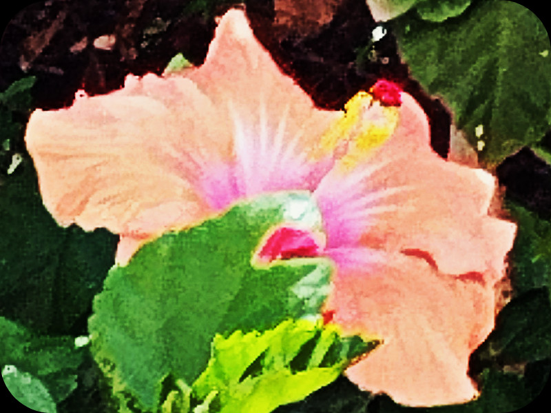 Hib Light Salmon3 10 Jul 25.jpg