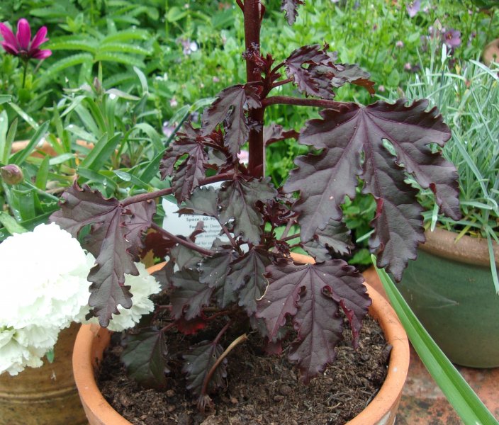 Hib Mahog Splendour.JPG