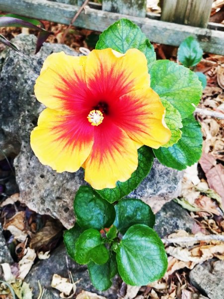 Hib Multi 10 Sep 25.jpg