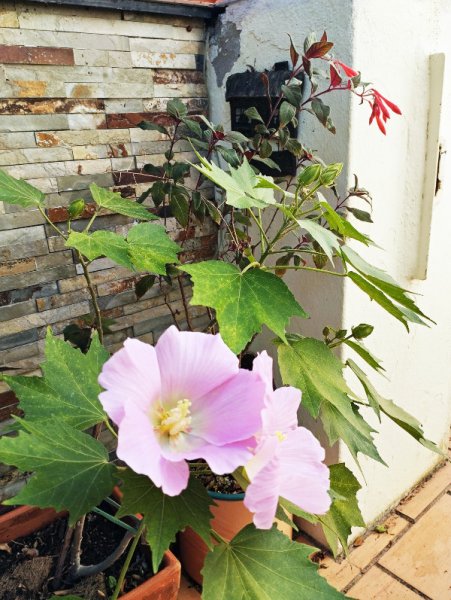 Hib Mutabilis 16 Sep 25.jpg