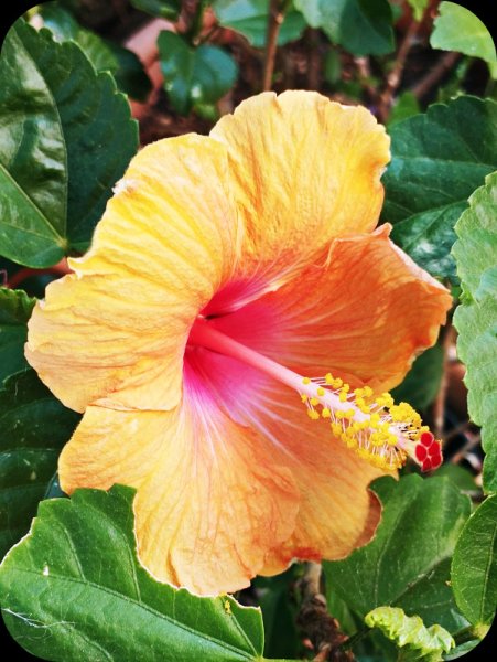 Hib Orange 10 Oct 25.jpg