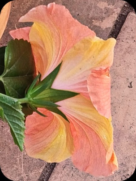 Hib Orange Byd 10 Oct 25.jpg