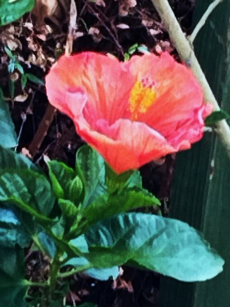 Hib Orange2 10 Sep 25.jpg