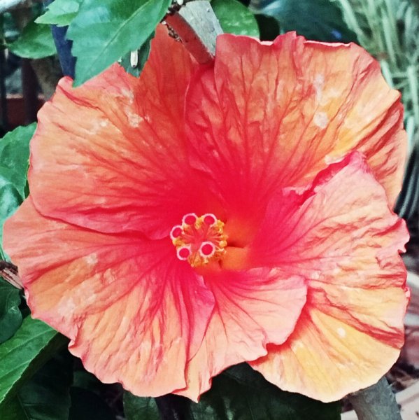 Hib Orangw 17 Se 25].jpg