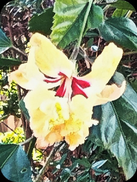 Hib Pagoda 6 Oct 24.jpg