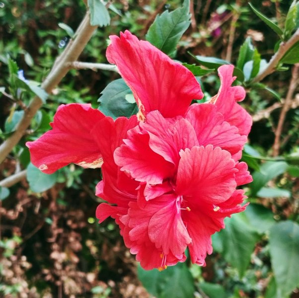 Hib Pagoda Red 1 Sep 25.jpg