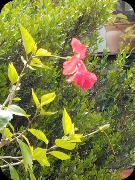 Hib Pagoda Red 10 Apr 25.jpg