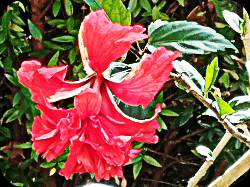 Hib Pagoda Red 12 Jul 25.jpg