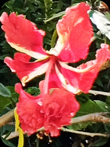 Hib Pagoda Red 17 Jun 25.jpg