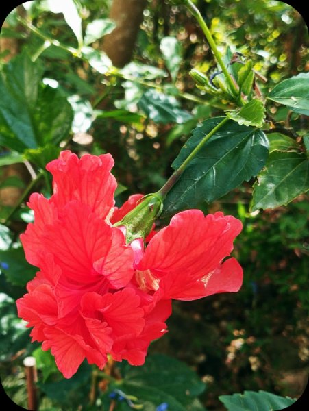 Hib Pagoda Red 2 11 Aug 25.jpg