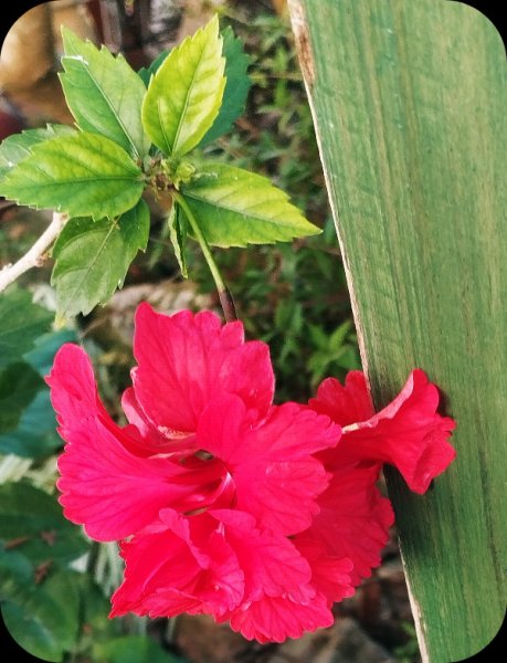 Hib Pagoda Red 24 Oct 25.jpg