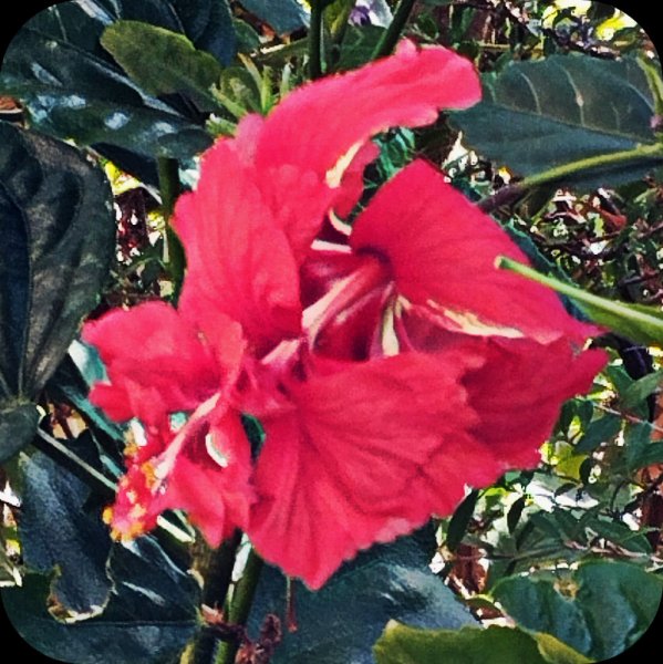 Hib Pagoda Red 25 Aug 25.jpg