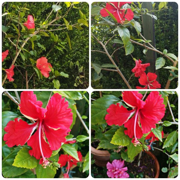 Hib Pagoda Red x 4 19 May 25.jpg