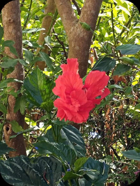 Hib Pagoda Red1 11 Aug 25.jpg