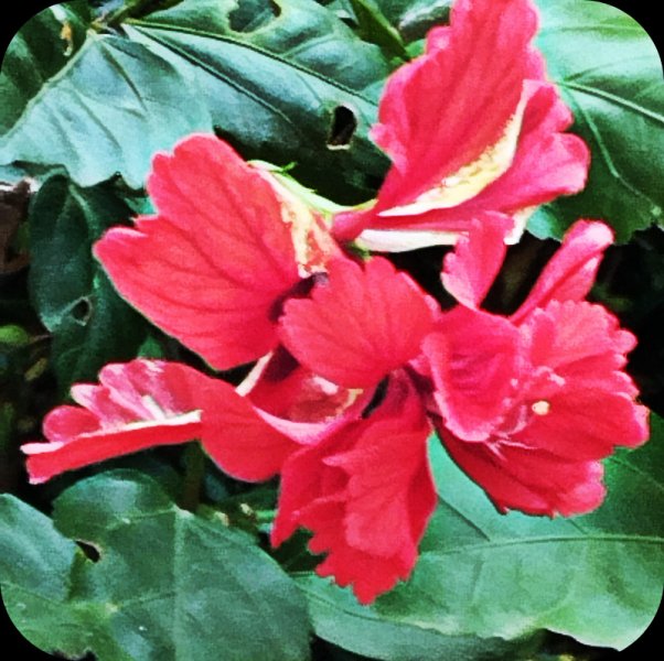 Hib Pagoda Red1 11 Jul 25.jpg