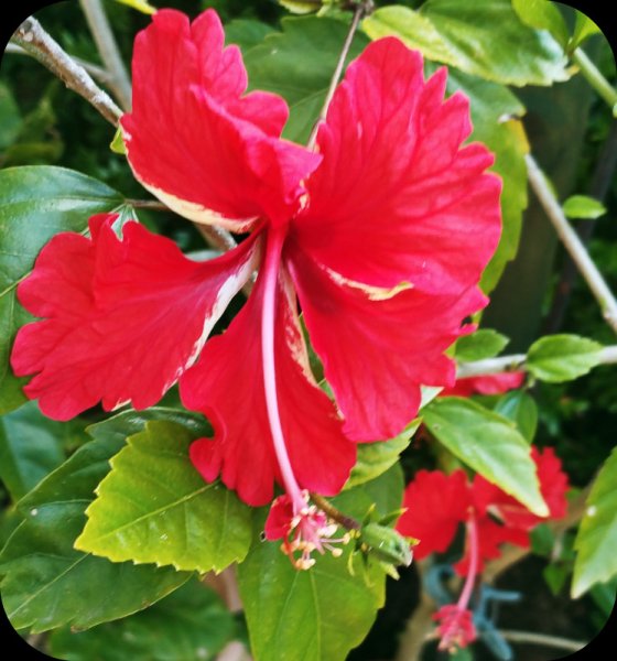 Hib Pagoda Red1 19 May 25.jpg