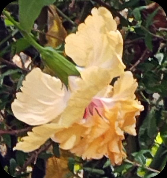 Hib Pagoda Yellow 11 Jul 25.jpg