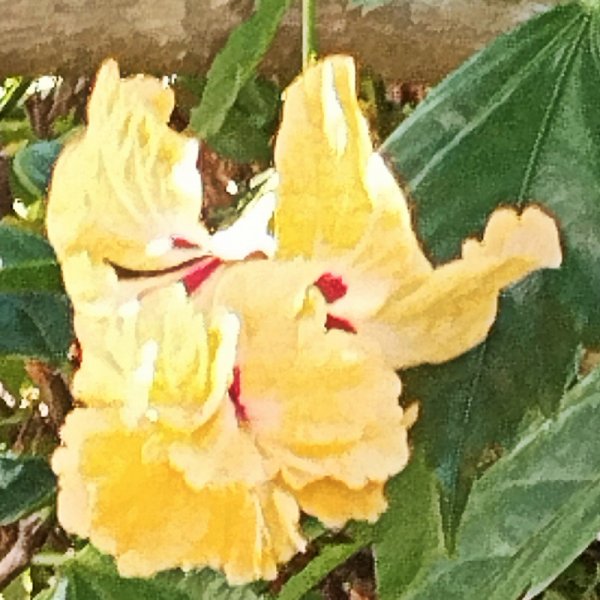 Hib Pagoda Yellow 14 Sep 25.jpg