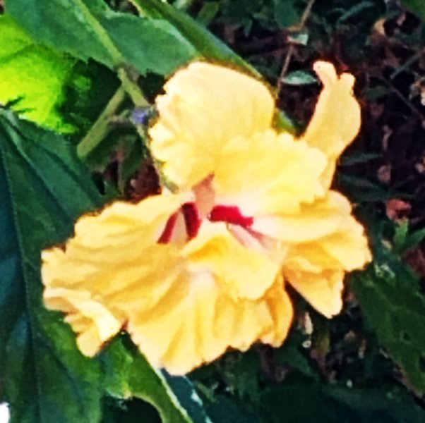 Hib  Pagoda  Yellow 14 Sep 25 Sep.jpg