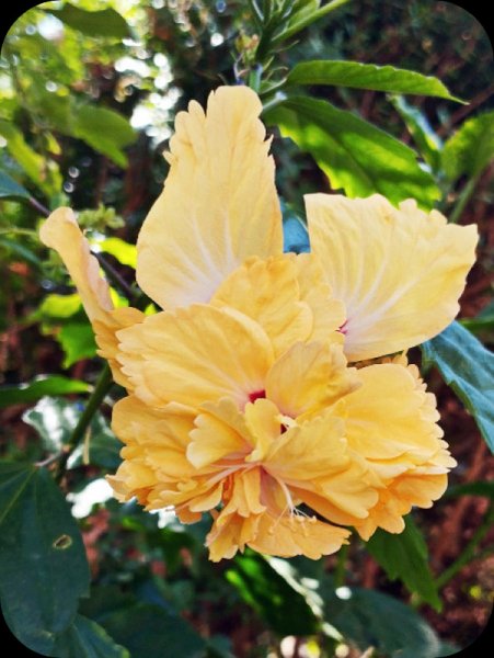 Hib Pagoda Yellow1 23 Aug 25(1).jpg