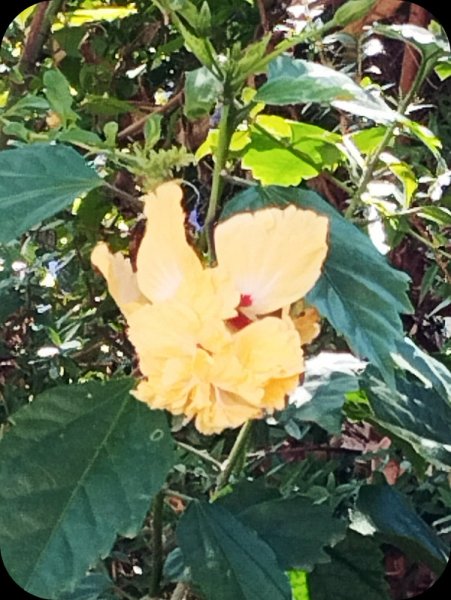 Hib Pagoda Yellow2 23 Aug 25.jpg