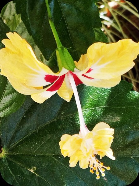 Hib Pagoda Yellow6 17 Jun 25.jpg