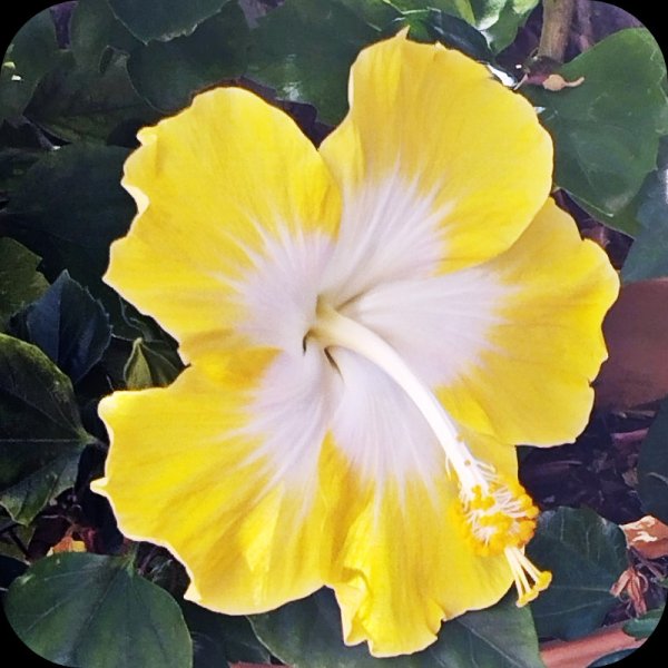 Hib Paradise 6 Aug 25.jpg